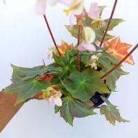 Begônia 'Gunmetal' (vaso15) - Foto 2