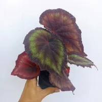 Begônia 'Rex' (Negra e verde - vaso11)