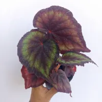 Begônia 'Rex' (Negra e verde - vaso11) - Foto 2