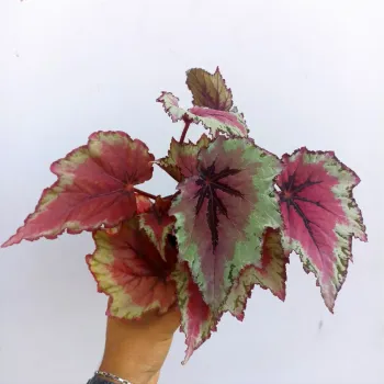 Begônia 
