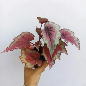 Begônia 'Rex' (Rosa e prata - vaso11) - Foto 2