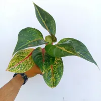 Agloenema 'Green Papaya' (vaso15)