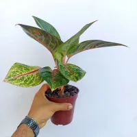 Agloenema 'Green Papaya' (vaso15) - Foto 2
