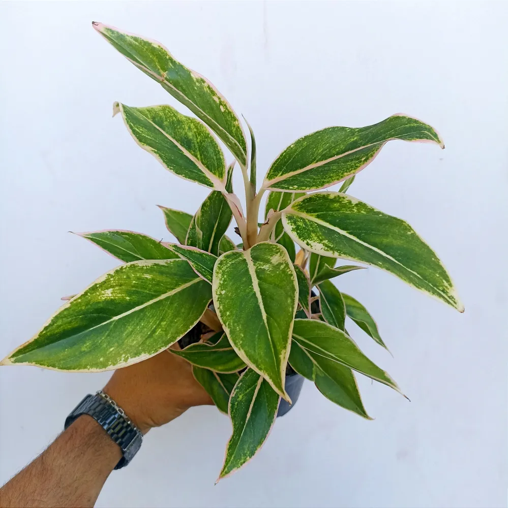 Aglaonema 