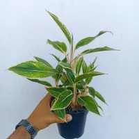 Aglaonema 'Pink Aurora' (vaso15) - Foto 2