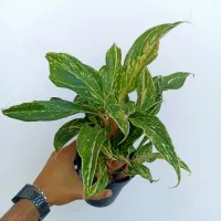 Agloenema 'Butterfly' (vaso15)