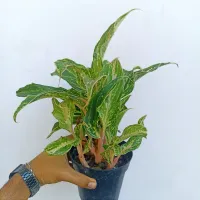 Agloenema 'Butterfly' (vaso15) - Foto 2