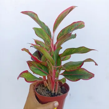 Agloenema 'Creta' (vaso15) - Foto 2