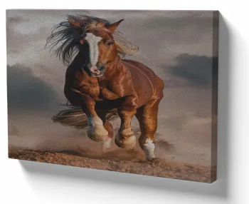 Quadro decorativo tela cavalo crioulo gaucho