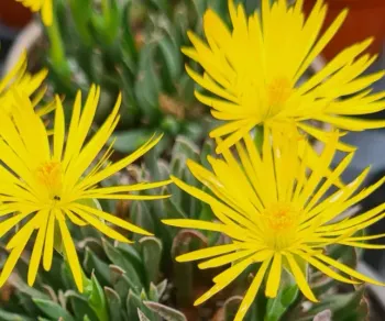 Bergeranthus multiceps (vaso cheio - vaso11)