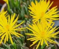 Bergeranthus multiceps (vaso cheio - vaso11)