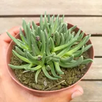 Bergeranthus multiceps (vaso cheio - vaso11) - Foto 3