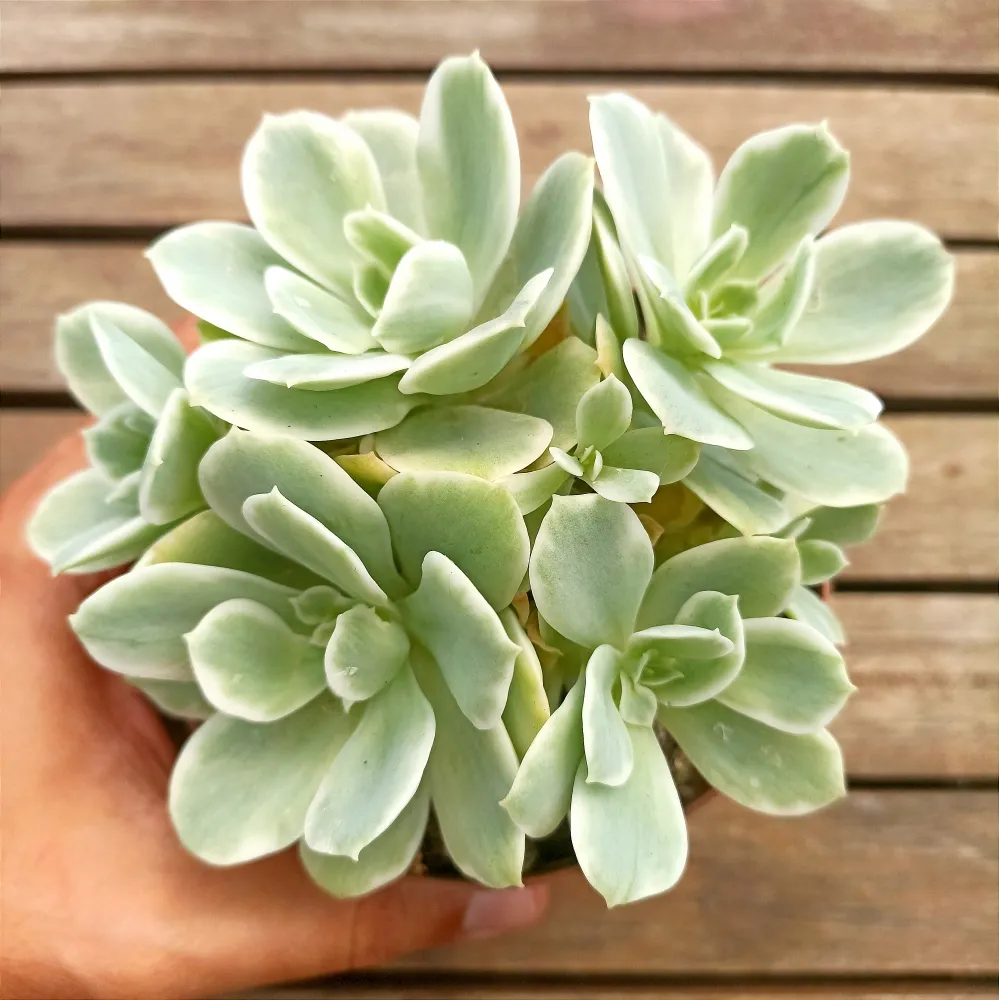 Echeveria 