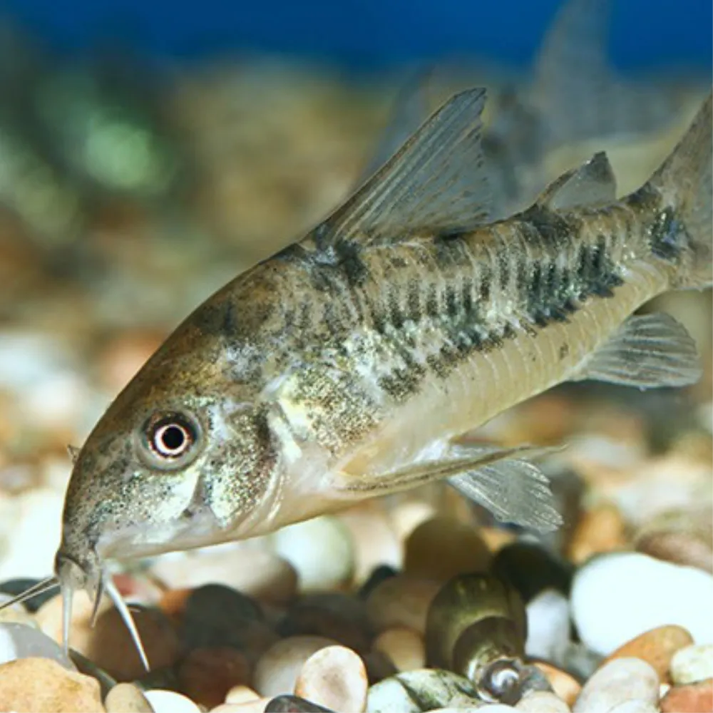 Corydora Garbei