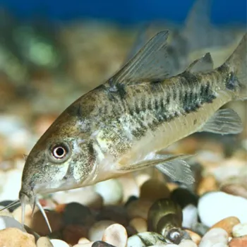 Corydora Garbei
