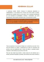 656 - Biologia - Citologia - Membrana Celular - 1º do Ensino Médio - PDF com 13 páginas - Foto 2