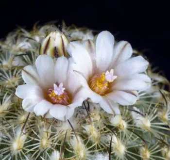 Gymnocactus ysabelae (turbinicarpus ysabelae - vaso7)