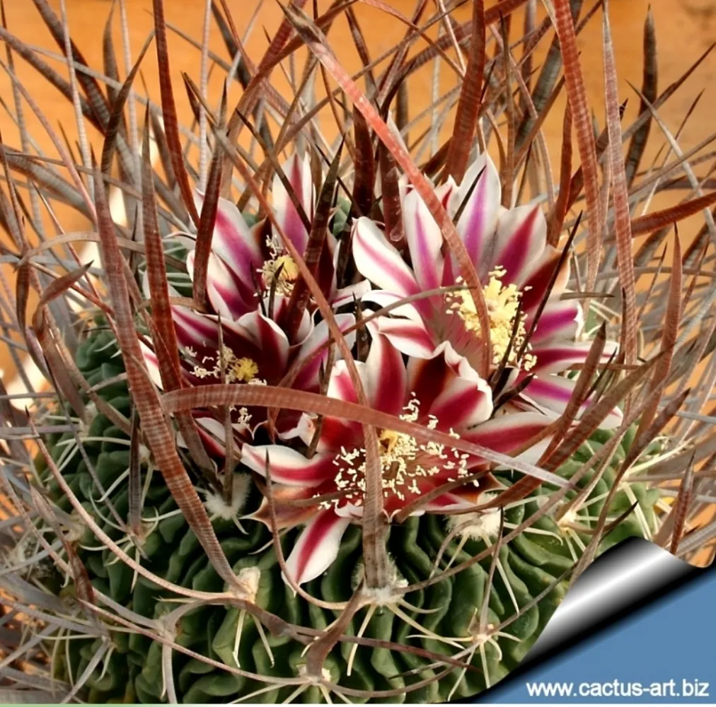 Stenocactus lloydii (echinofossulocactus - vaso9)