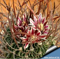 Stenocactus lloydii (echinofossulocactus - vaso9)