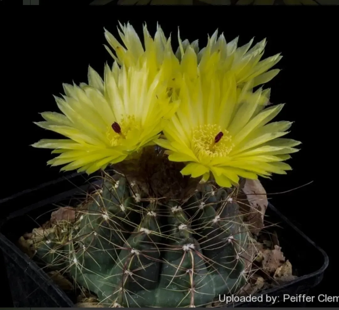 Notocactus ottonis (vaso11)