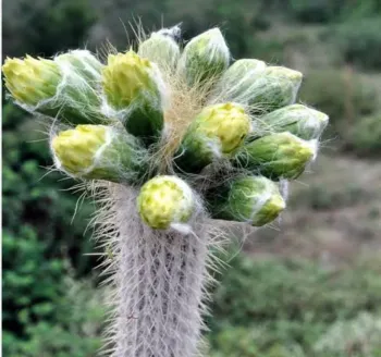 Stephanocereus leucostele (vaso9)