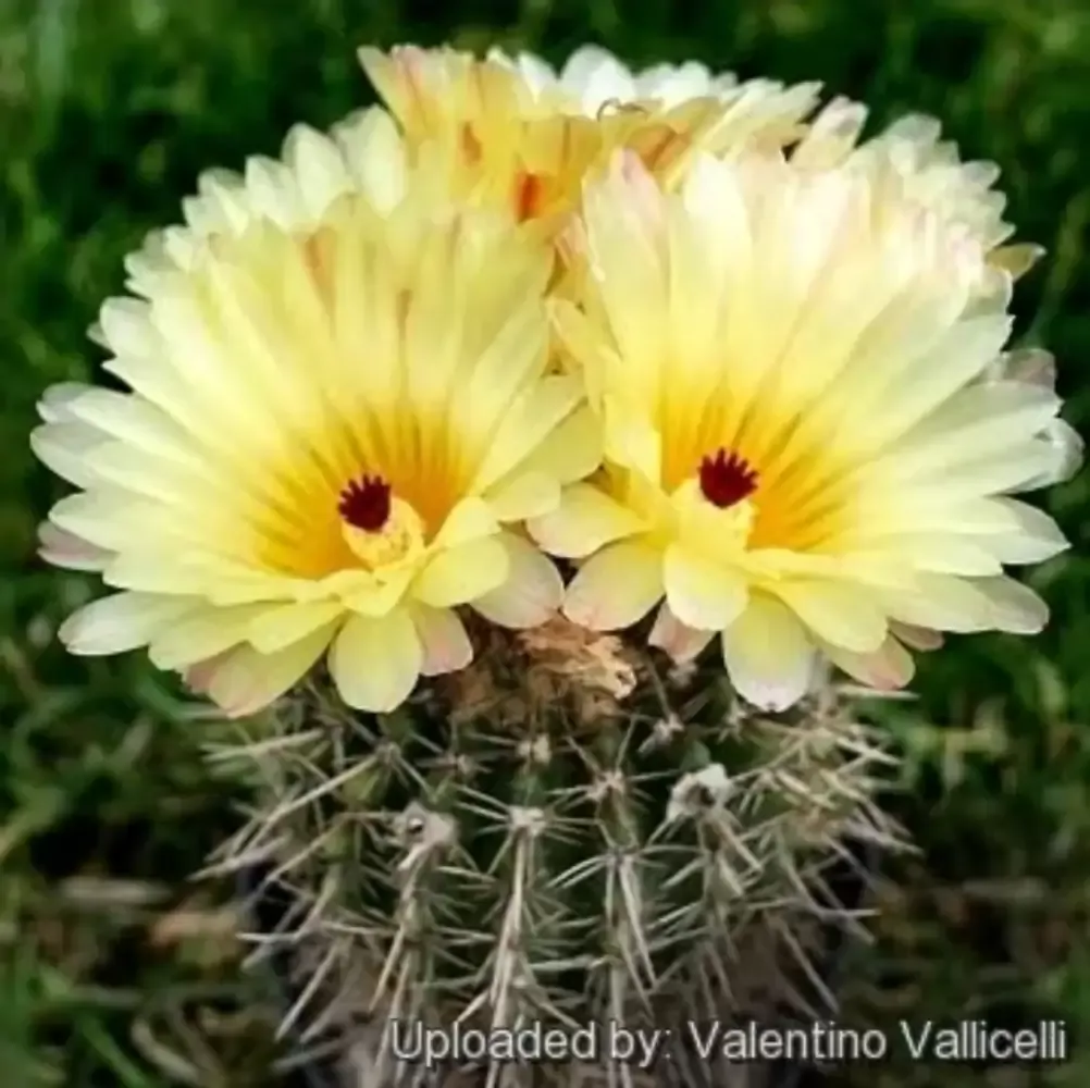 Notocactus mammullosus (vaso9)
