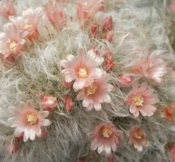 Mammillaria bocasana (vaso11)