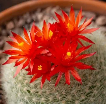 Brasilicactus haselbergii (2 cabeças - vaso11)