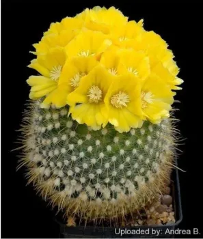 Parodia aureispina (vaso11)