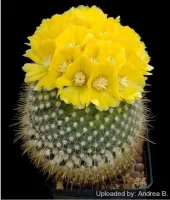 Parodia aureispina (vaso9)