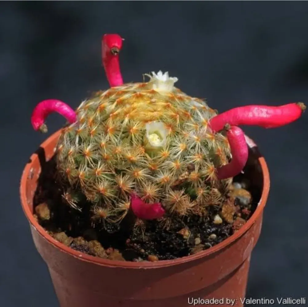 Mammillaria schiedeana (vaso9) Imagem