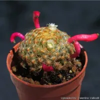 Mammillaria schiedeana (vaso9)