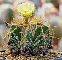 Astrophytum ornatum (vaso11)
