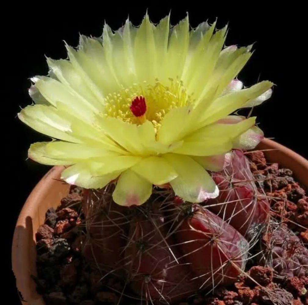 Notocactus arechavaletae (vaso11)