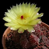 Notocactus arechavaletae (vaso11)
