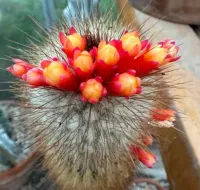 Micranthocereus sp. (vaso11)