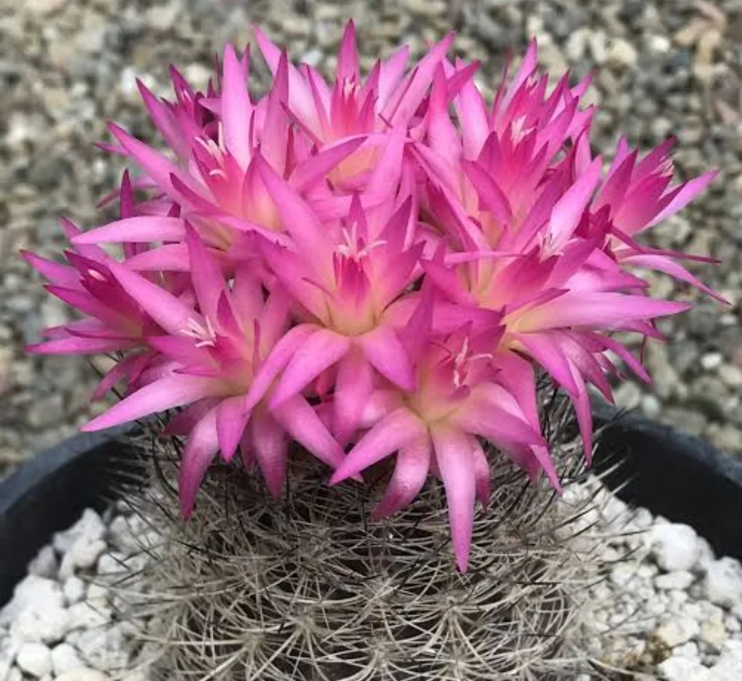 Neoporteria sp. (vaso9)
