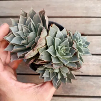 Echeveria 