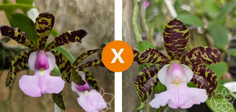  C. Aclandiae  [Tipo labelo claro ( alba x Albscens ) x  Amesiana PN  'Dona Emília ' ] Imagem