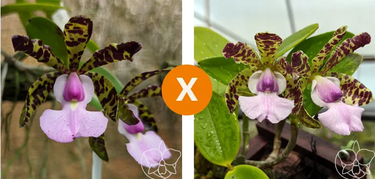  C. Aclandiae [ Tipo  Labelo claro ( alba x Albscens) x Coerulea ' Real' ( abscens x Coerulea ) ]  Imagem