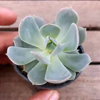 Echeveria 'Grey Prince' (vaso6) - Foto 3