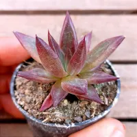 Echeveria agavoides 'Atlas' HB (vaso6)