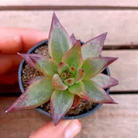 Echeveria agavoides 'Atlas' HB (vaso6) - Foto 2