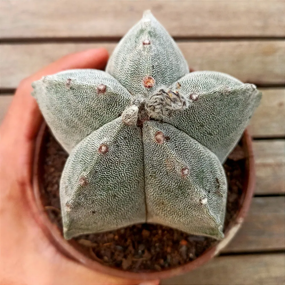 Astrophytum myriostigma G (cuia13)