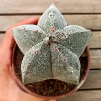 Astrophytum myriostigma G (cuia13)