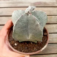 Astrophytum myriostigma G (cuia13) - Foto 2