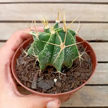 Astrophytum ornatum (vaso11) - Foto 2