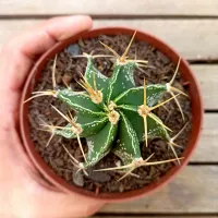 Astrophytum ornatum (vaso11) - Foto 3