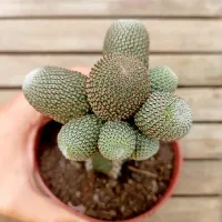 Sulcorebutia heliosa (enxerto - vaso11)