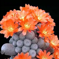 Sulcorebutia heliosa (enxerto - vaso11) - Foto 2
